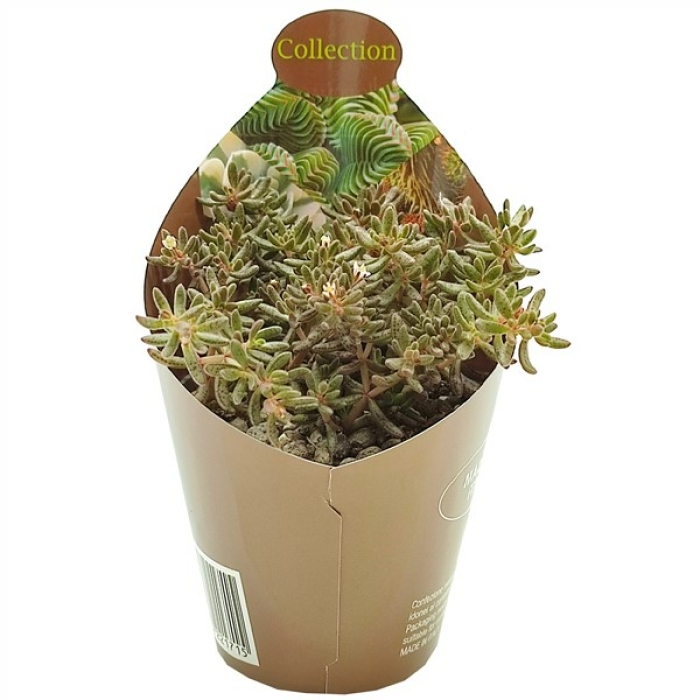CRASSULA HUMBERTII