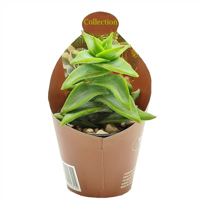 CRASSULA PERFORATA CLONE