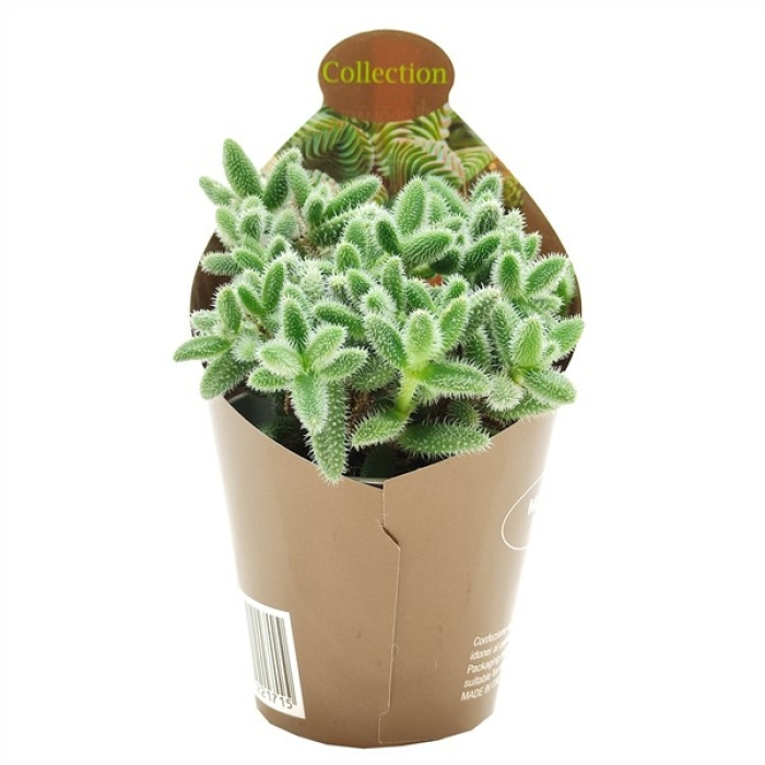 DELOSPERMA ECHINATUM