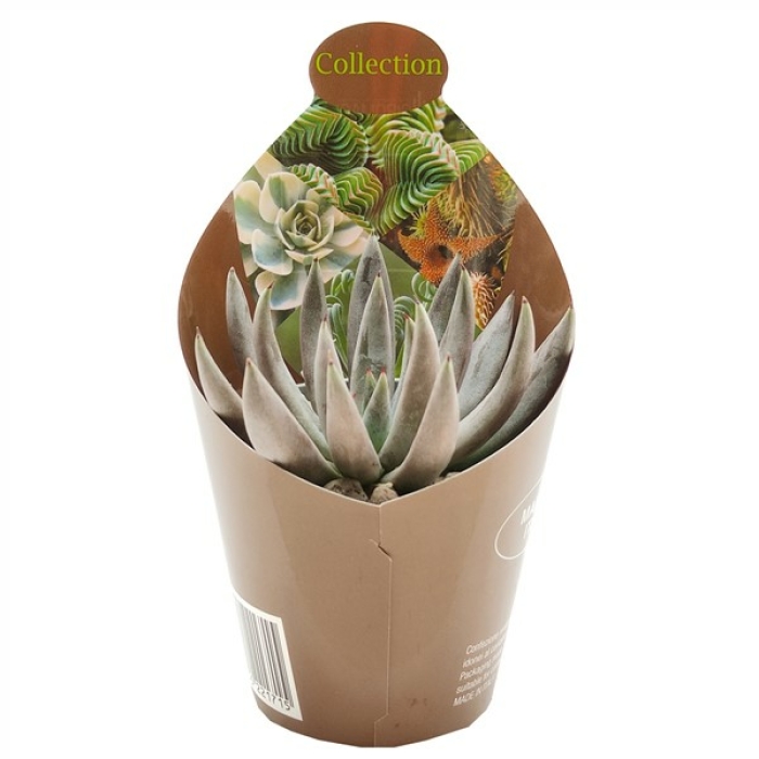ECHEVERIA UNGUICULATA