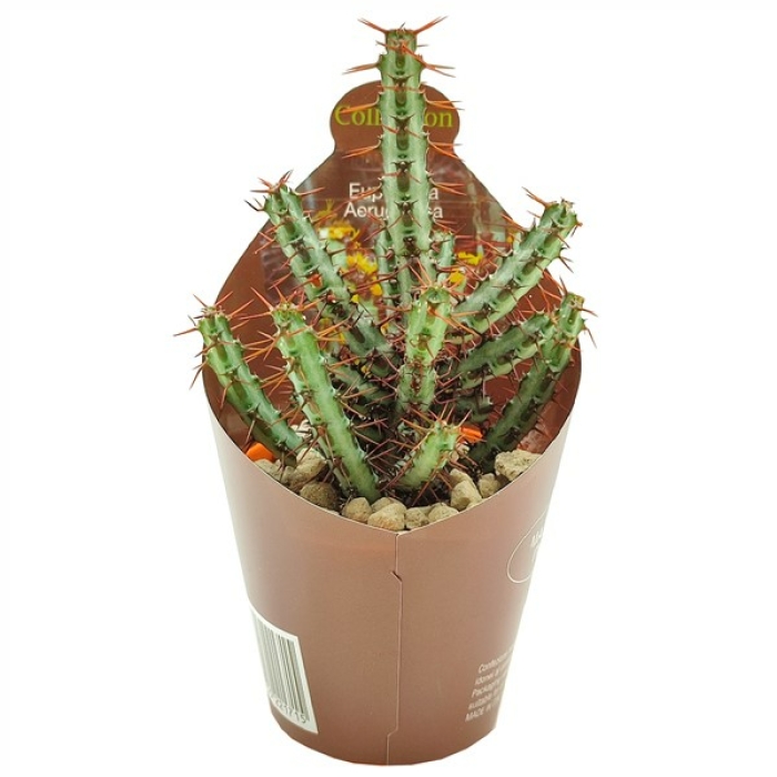 EUPHORBIA AERUGINOSA
