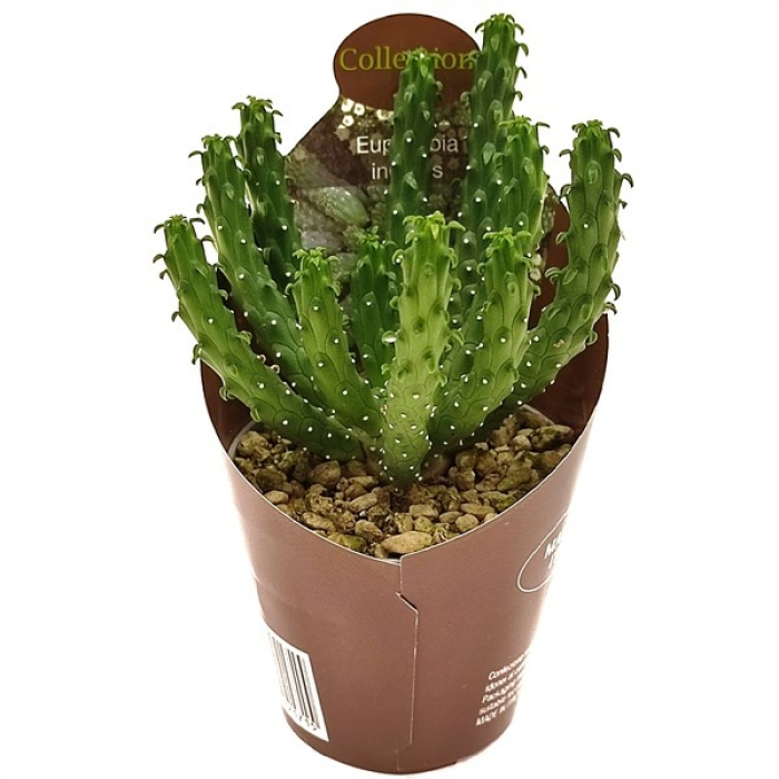 EUPHORBIA INERMIS