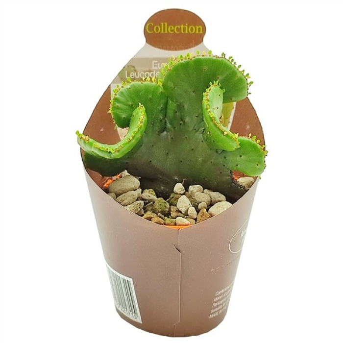 EUPHORBIA LEUCODENDRON CRESTATA