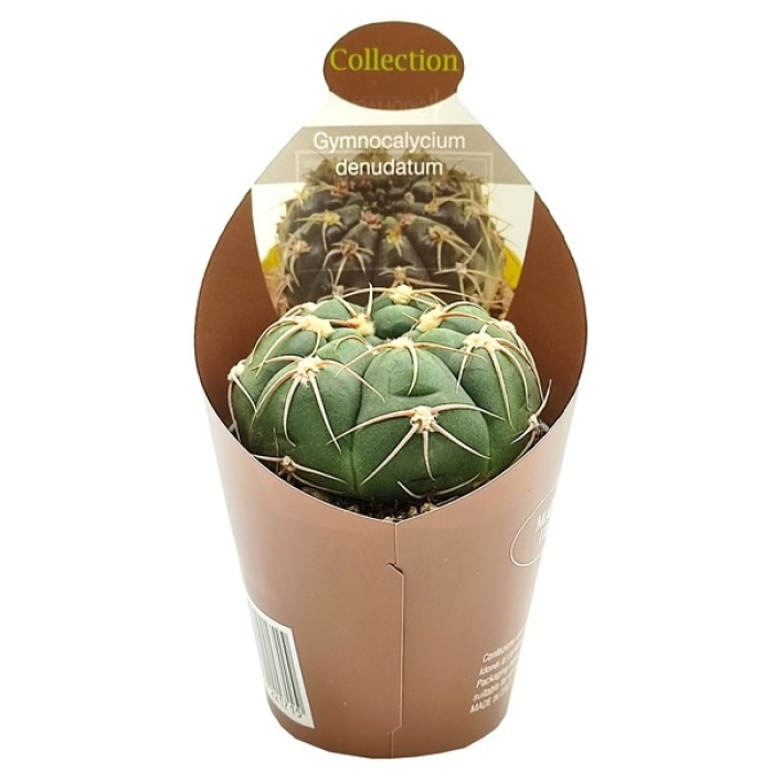 GYMNOCALYCIUM DENUDATUM