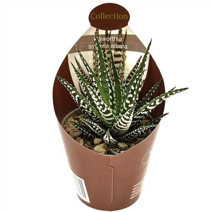 HAWORTHIA LIMIFOLIA ALBATA