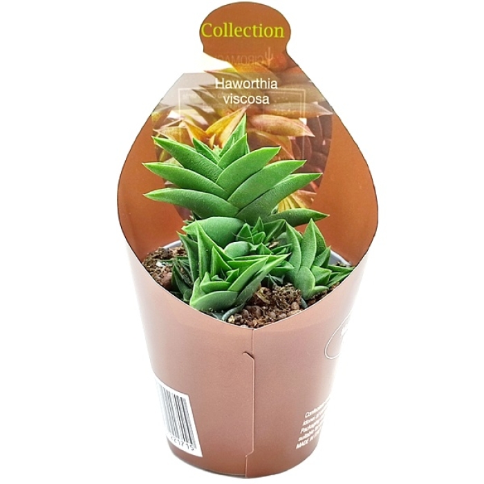 HAWORTHIA VISCOSA