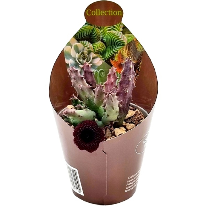 HUERNIA PENDULA