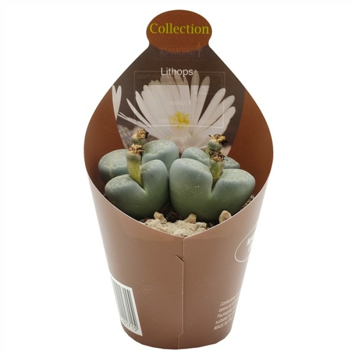 LITHOPS FIORE BIANCO