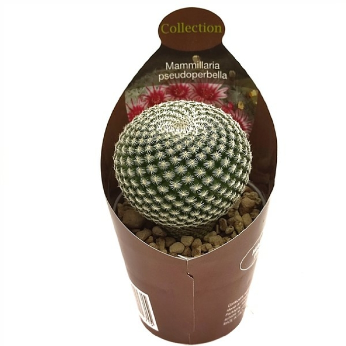 MAMMILLARIA PSEUDOPERBELLA