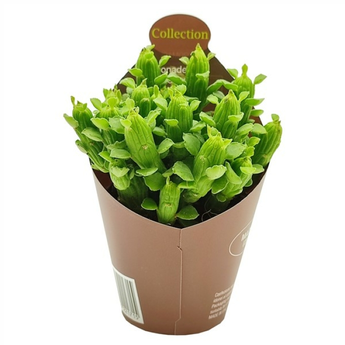 MONADENIUM ELLENBECKII