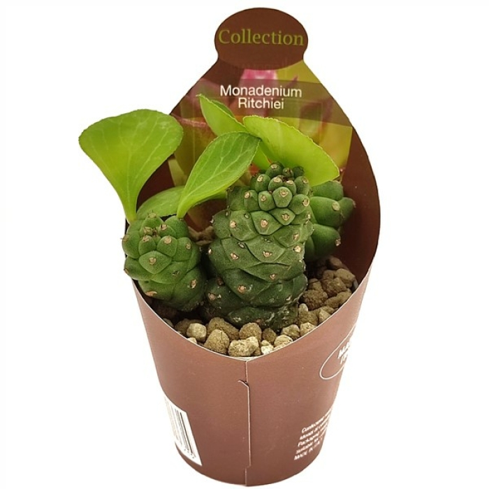 MONADENIUM RITCHIEI