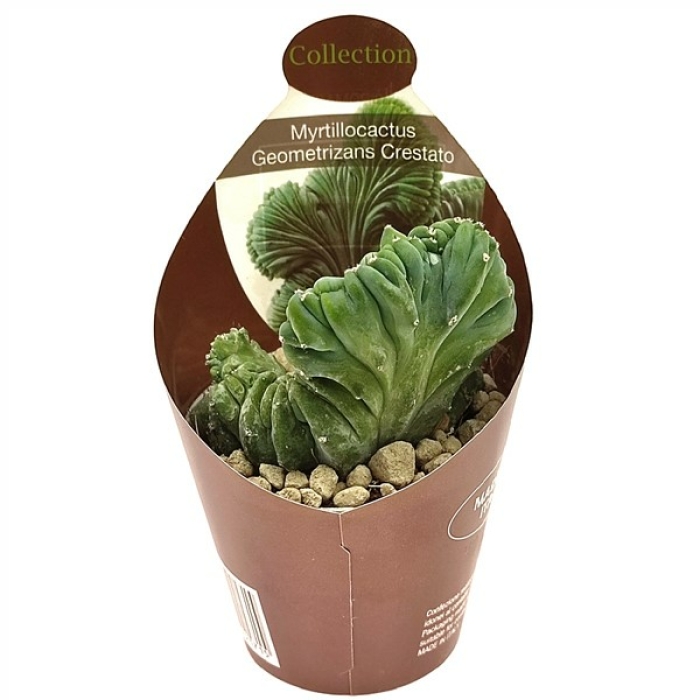 MYRTILLOCACTUS GEOMETRIZANS CRESTATO