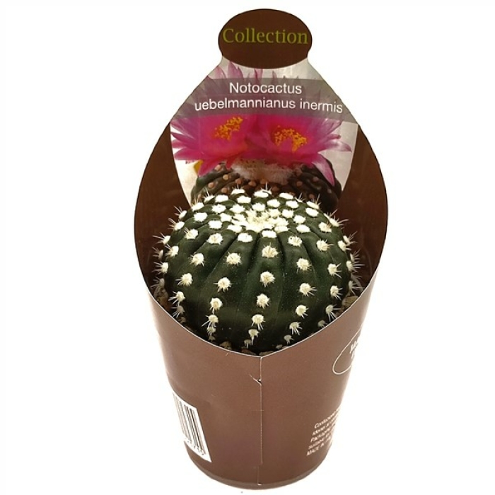 NOTOCACTUS UEBELMANNIANUS INERMIS