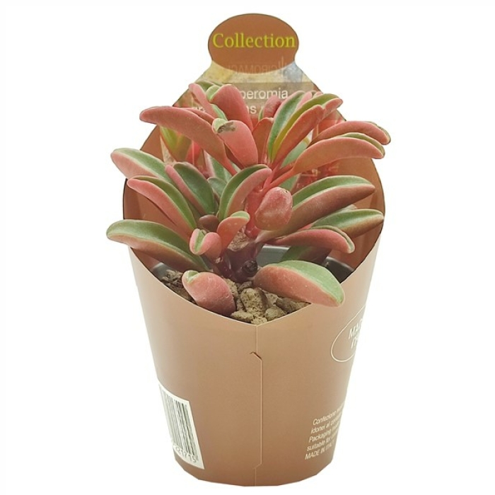 PEPEROMIA GRAVEOLENS RUBY GLOW