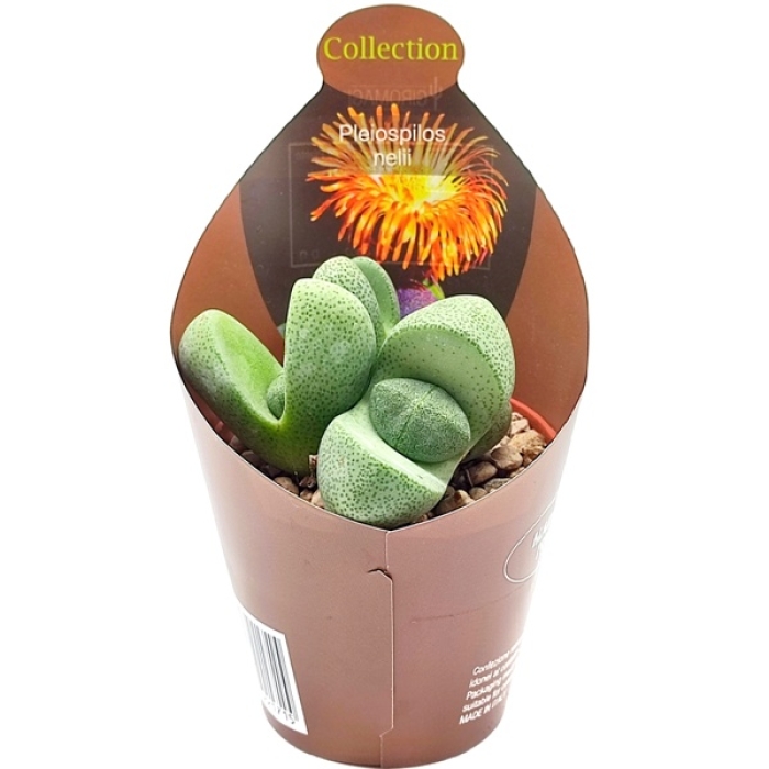 PLEIOSPILOS NELII