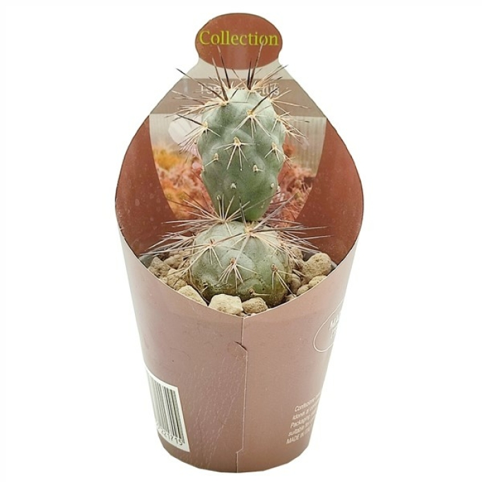 TEPHROCACTUS ALEXANDERI
