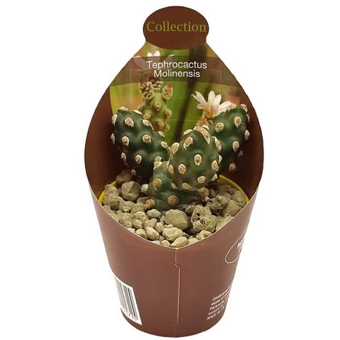 TEPHROCACTUS MOLINENSIS