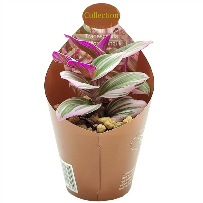 TRADESCANTIA ALBIFLORA NANOUK