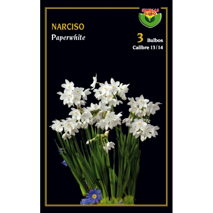 NARCISO PAPER WHITE