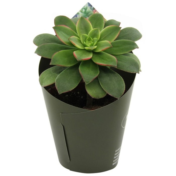 AEONIUM HAWORTHII - M/10,5