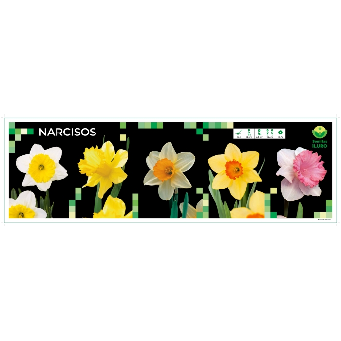 COFRE NARCISO TROMPETA