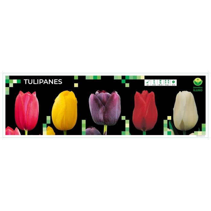 COFRE TULIPÁN SINGLE LATE