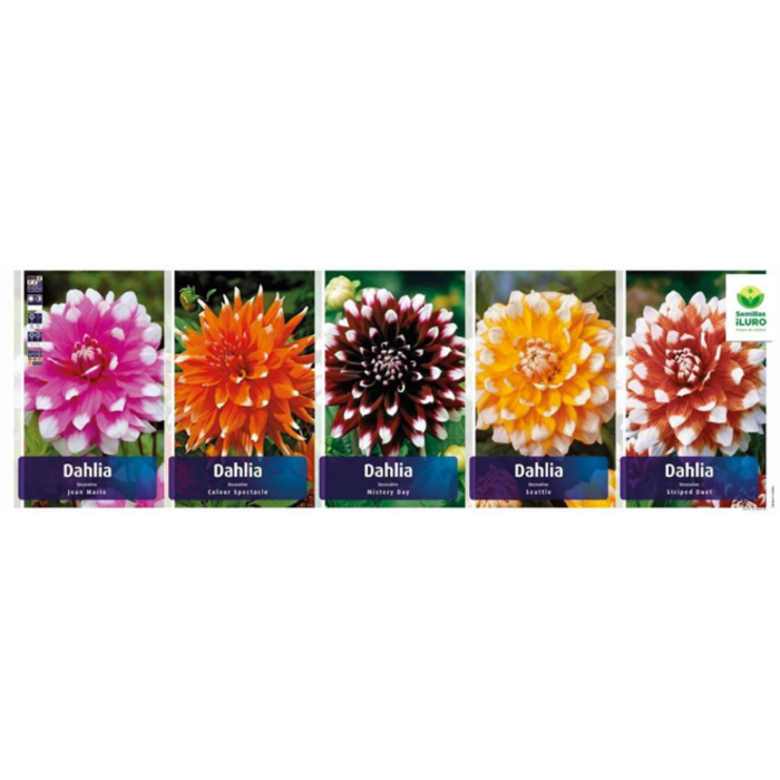 DALIAS DECORATIVAS BICOLOR (DAH-08)