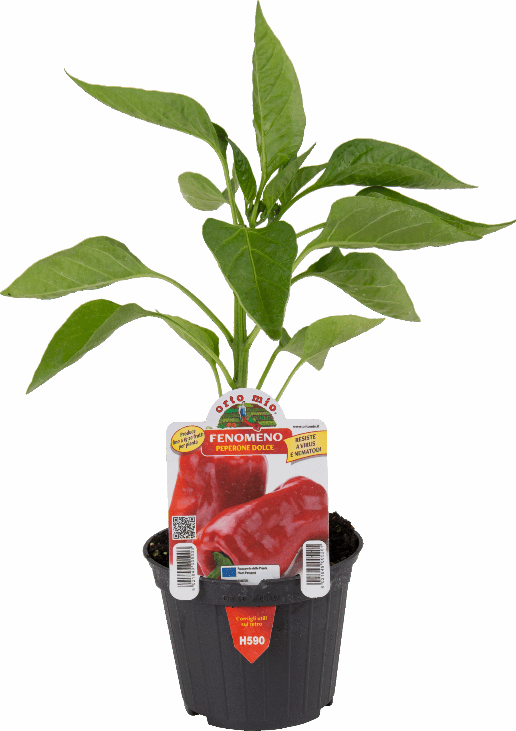 PIMIENTO CUADRADO ROJO var. GAGIO F1 (Ex Fenomeno)