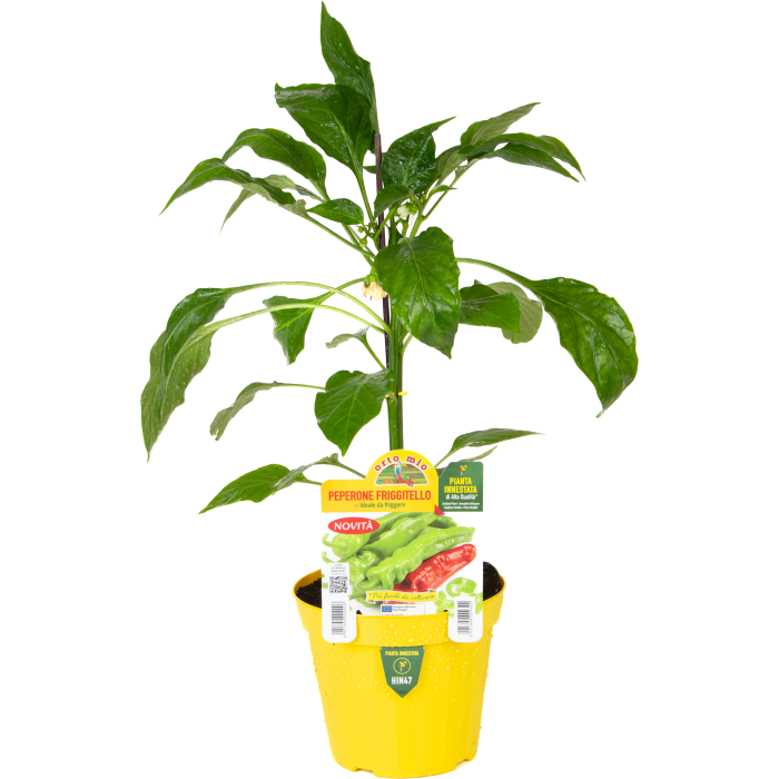 PIMIENTO PARA FREIR var. TORRICELLO F1