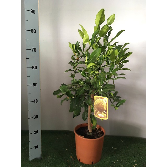 LIMA KAFIR (HYSTRIX) M/20