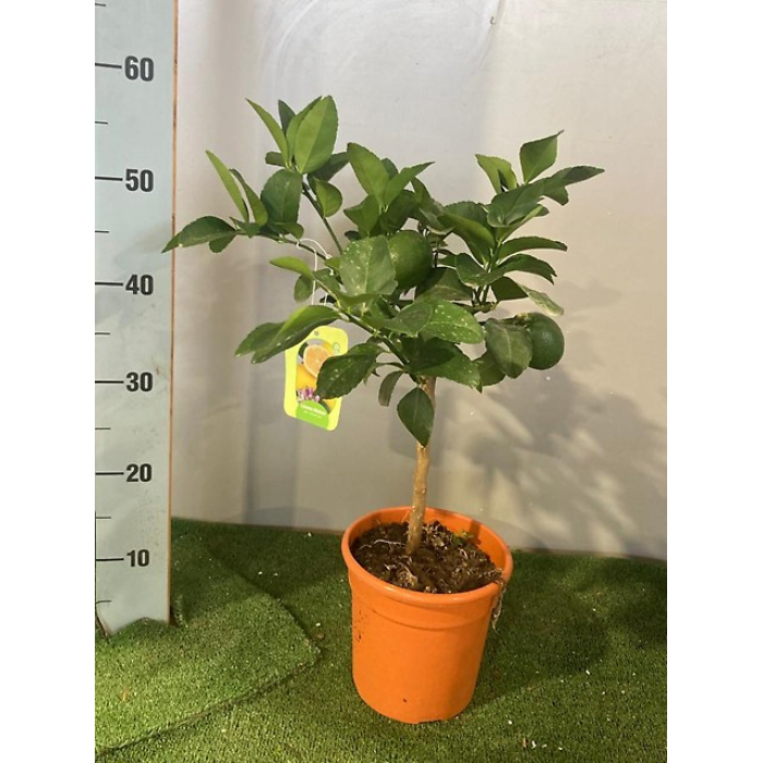 LIMONERO MEYERI M/16