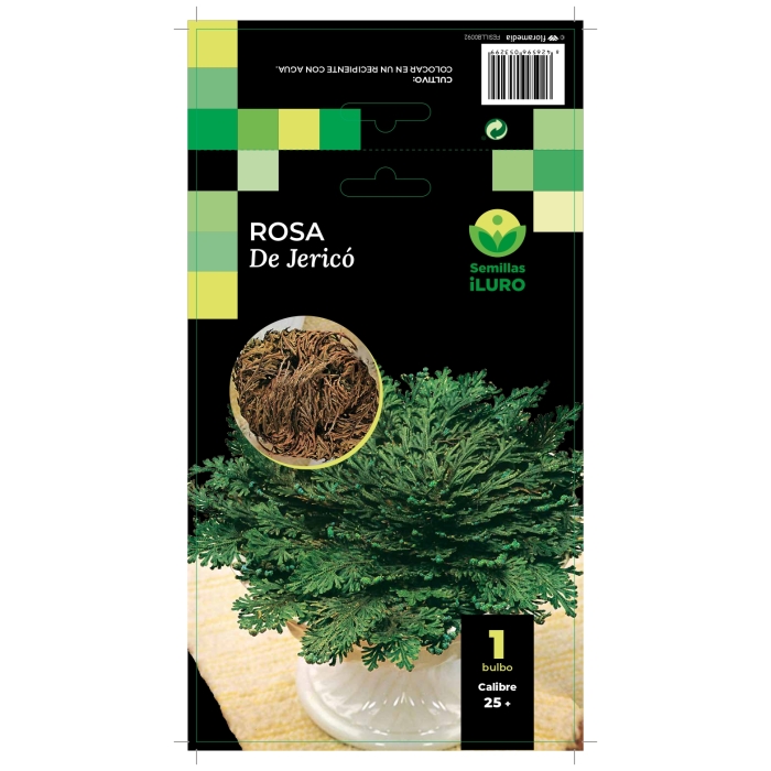 ROSA DE JERICÓ