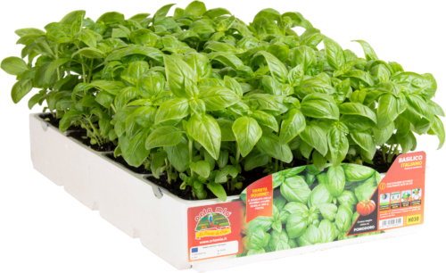 PLANTA EN PACK (8 PACKS POR BANDEJA)