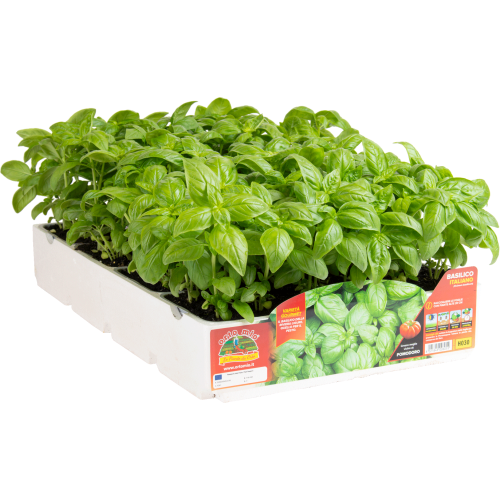 PLANTA EN PACK (8 PACKS POR BANDEJA)