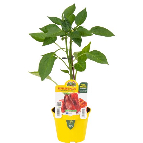 PLANTA INJERTADA EN MACETA 10 CM