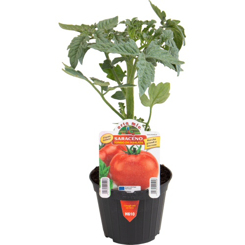 PLANTA EN MACETA 10 CM