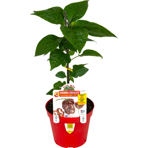 PLANTA DE PIMIENTOS PICANTES EN MACETA 14 CM