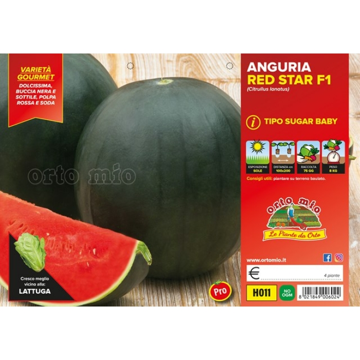 SANDIA SUGAR BABY var. ROMANTIC F1