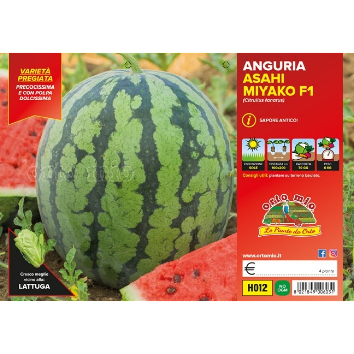 SANDIA PRECOCÍSIMA ESTRIADA ASAHI MYAKO F1