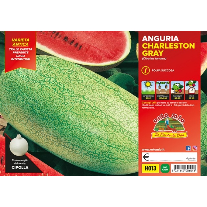 SANDIA LARGA CLARA var. CHARLESTON GRAY