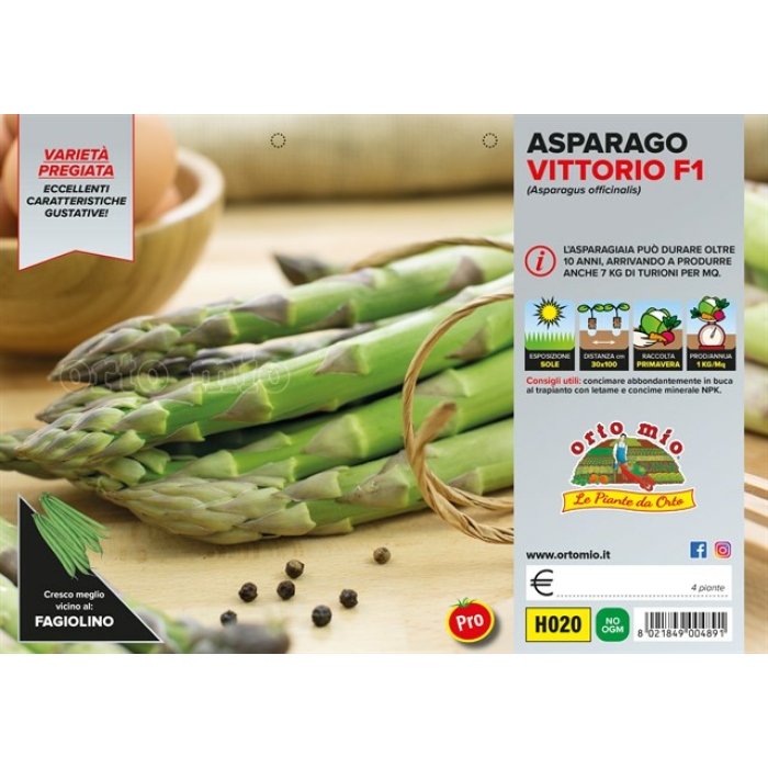 ESPARRAGO VERDE var. VITTORIO F1