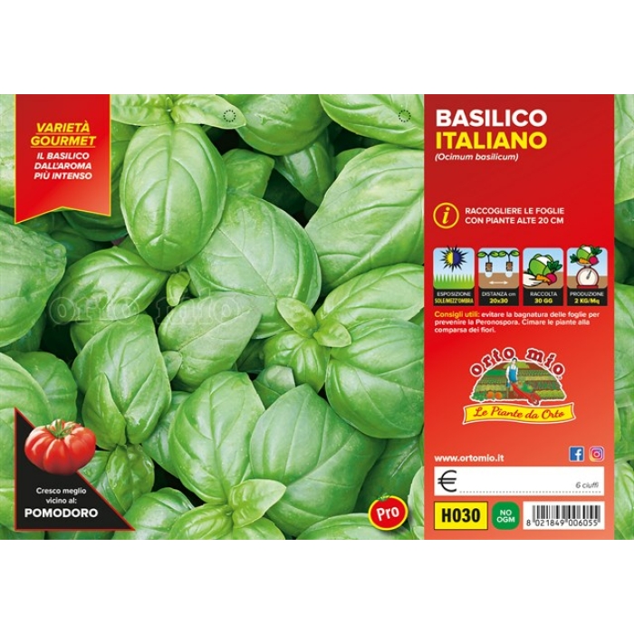 ALBAHACA GENOVESA ITALIANA var. GEMMA