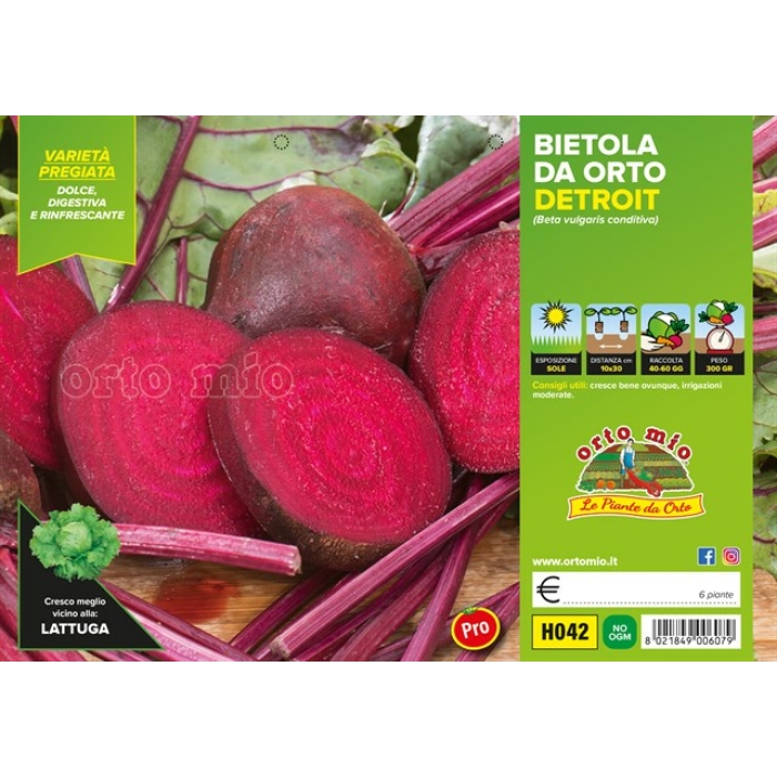 REMOLACHA ROJA EGIPTO var. MONETA F1