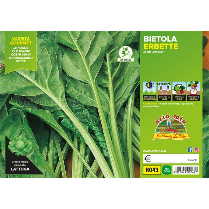ACELGA LISA VERDE HIERBA DE TALLO