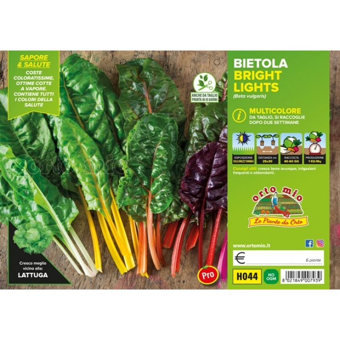 ACELGA SUIZA MULTICOLOR var. BRIGHT LIGHT F1