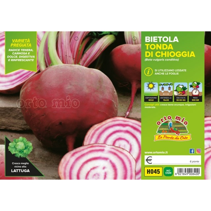 REMOLACHA ROJA DE CHIOGGIA var. BERSAGLIO F1