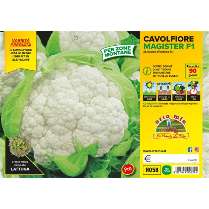 COLIFLOR PARA ZONAS DE MONTAÑA var. MAGISTER F1