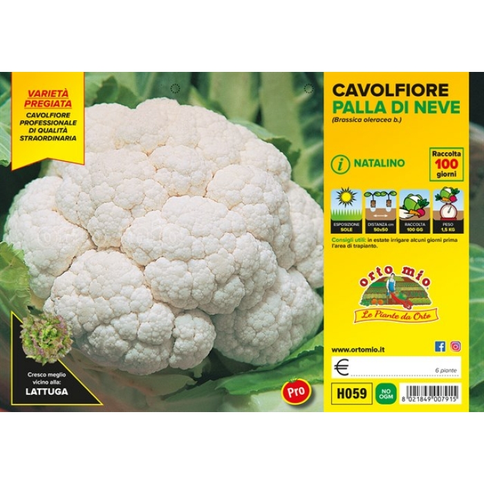 COLIFLOR NAVIDEÑA BOLA DE NIEVE var. JERICO F1