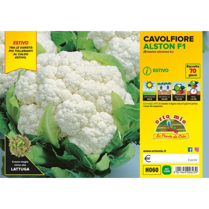 COLIFLOR DE VERANO var. CONCEPT F1