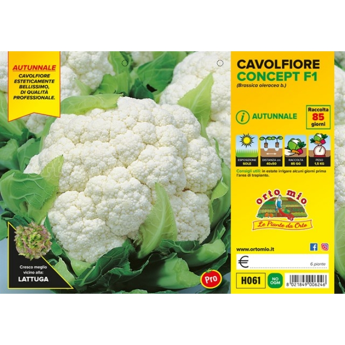 COLIFLOR OTOÑAL var. KASTOR F1